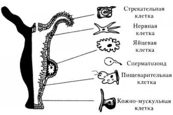 Кракен даркнет текст