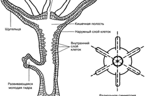 Kraken cc зеркало kr2web in